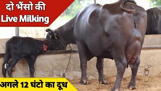 दोनों भैंस तोल रही एक सा दूध 2nd Live Milking at Najender Fouji Farm Rewari 9034572920 [upl. by Nairret]