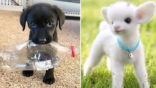 Funniest Animals 2024 😂 Best Funny Cats and Dogs 😻🐶 Part 48  Cute Baby Dogs [upl. by Fraya293]