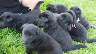 Groenendael puppies [upl. by Cohbert]