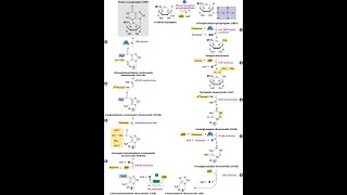 Steps in the pathway for Inosine Monophosphate IMP [upl. by Lamonica]