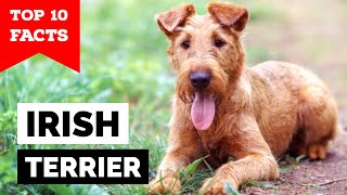 Irish Terrier  Top 10 Facts [upl. by Dnanidref406]