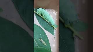 cool CATERPILLAR collection Cecropia Monarch amp Spicebush Swallowtail snake shorts caterpillar [upl. by Neras]