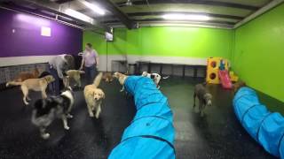 Dogtopia of Raleigh  Tunnel Tuesday March 2015 [upl. by Rattray]