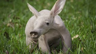 Aardvark  Animal of the Week [upl. by Ocinemod962]