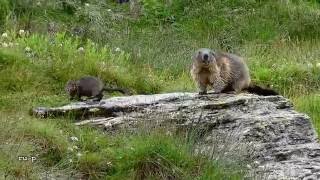 2 Murmeltiere am Glockner  2DVersion [upl. by Ahsiekat]