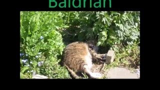 Katzen und Baldrian  Haustiger im Drogenrausch [upl. by Unders]