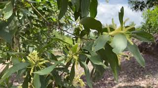 Acacia auriculiformis [upl. by Eisnyl]