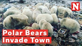 Polar Bears Invade Russian Arctic Town [upl. by Salim]