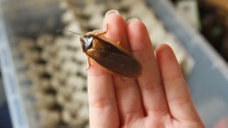 Unboxing amp Setting Up A Dubia Roach Colony [upl. by Guildroy]