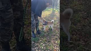 VALUTAZIONE SHIBA INU REFRATTARIO AL CONTATTO SULLE ZAMPE shibainu addestramentocani [upl. by Dixie]