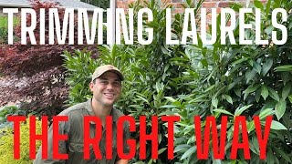 How To Prune Laurel Hedges 101 [upl. by Remliw961]