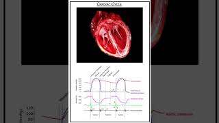 Wiggers diagram  Cardiac CycleAnimated shorts [upl. by Neddie822]