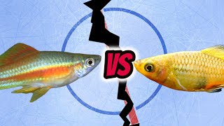 Fish Faceoff Swordtail v Platy [upl. by Yendyc]