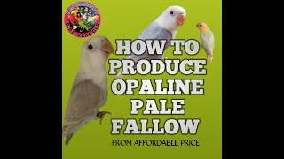 HOW TO PRODUCE OPALINE PALE FALLOW WHAT ARE THE POSSIBLE PAIRINGS TO PRODUCE THIS MUTATION [upl. by Rihat299]