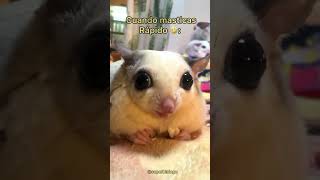 Ratoncito Comiendo 🐭 Final inesperado 🤣🤣🥹 [upl. by Anauj]