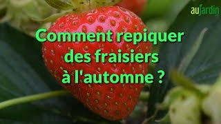 🍓Comment PLANTER des FRAISIERS à lautomne  🍓 Pour un max de fraises dans 6 mois 🍓 [upl. by Silin871]