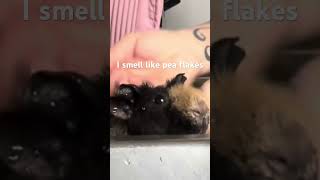 my black hairless guineapig werewolf skinnypig moose hates antifungal bathtime subscribe [upl. by Wilsey]