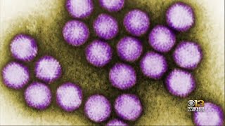 UMD Followed Protocols In Deadly Adenovirus Response Independent Review Says [upl. by Shurwood]