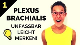 Plexus brachialis lernen So merkst du ihn dir  Geniale Eselsbrücken amp Gedächtnispalast 12 [upl. by Cleasta446]