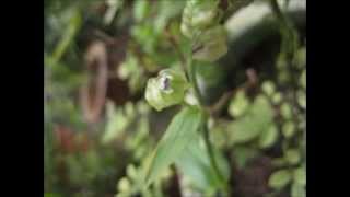 å¤§è‹žæ°´ç«¹è‘‰Murdannia Bracteata [upl. by Shuler]