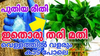 വെള്ളത്തിൽ തിങ്ങിനിറയാൻ ഒരാഴ്ച മതി Money Plant Secrets Tips [upl. by Anattar]