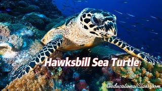 One of the Worlds Most Endangered Hawksbill Sea Turtle [upl. by Chelsey]