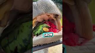 Hippo Eats Entire Watermelon 😳 shorts [upl. by Roice912]