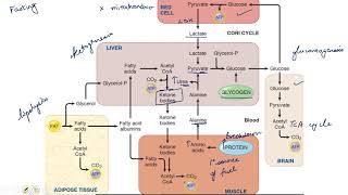 Metabolism in Fasting and Starvation neetpgaiimsmednerdusmle [upl. by Dougald528]