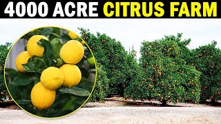 Worlds largest Citrus Farm  Totai Citrus  Lemon Farming  Citrus Farming [upl. by Gereld572]