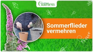 Sommerflieder vermehren Schritt für Schritt [upl. by Airrat]