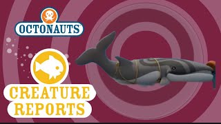 Octonauts Creature Report  Omura’s Whale [upl. by Landan631]