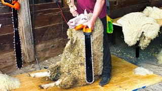 Incredible Advanced Sheep Shearing Technique  Astonishing and Satisfying [upl. by Florette]