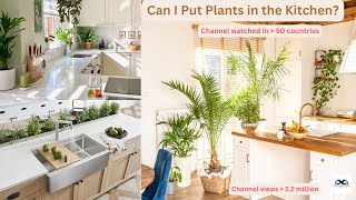 Can I Put Plants in the Kitchen  Is it good to keep plants in the kitchen [upl. by Konstance]