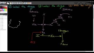 1210  PCOL Final Review Anticoag AlphaBeta Drugs [upl. by Eseuqram76]