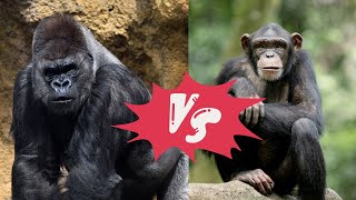 Gorilla vs Chimpanzee [upl. by Groveman]