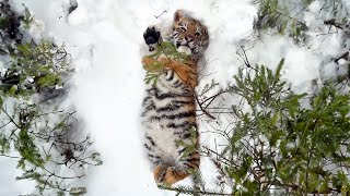 Der Mann rettete das im Schnee geworfene Tiger züchtete es und dann passierte etwas Erstaunliches [upl. by Sibell856]