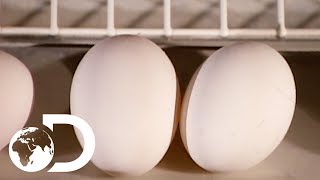 EGGS  How Its Made [upl. by Esineg]