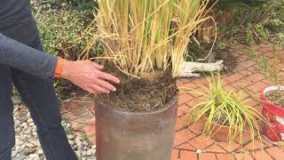 Ornamental Vetiver grown in a tall pot Video Part 1 [upl. by Naquin387]