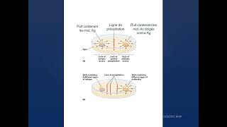 Immunoprécipitation en milieu gélifié  Immunologie S5 [upl. by Ytsirk]