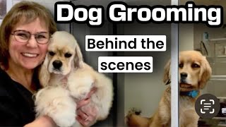 LIVE Dog Grooming Behind the Scenes 6 Poodles 2 full coat Maltese 3 Yorkies [upl. by Bobbee]