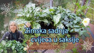 Zimska sadnja cvijeća u saksijei zimi cvjetne saksije mogu izgledati lijepo [upl. by Anyak]