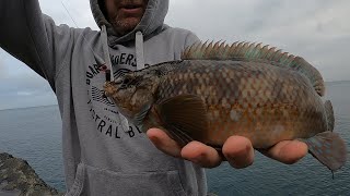 WRASSE FISHING CORNWALL WITH A SECRET WEPON [upl. by Johppa29]