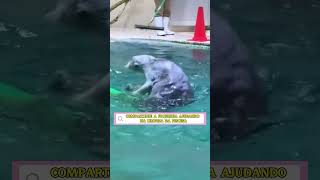 FOCA AJUDANDO NA LIMPEZA DA PISCINA [upl. by Aramoix124]