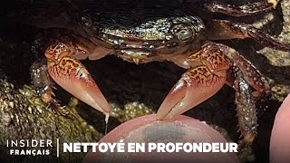 Comment les crabes nettoient les peaux mortes des orteils  Nettoyé en Profondeur  Insider [upl. by Ahsela]