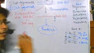 Eukaryotic transcription part 1 introduction [upl. by Slaughter]