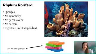 Phylum Porifera [upl. by Daveen290]