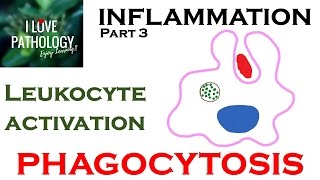 INFLAMMATION Part 3 Leukocyte Activation  PHAGOCYTOSIS [upl. by Acirederf]