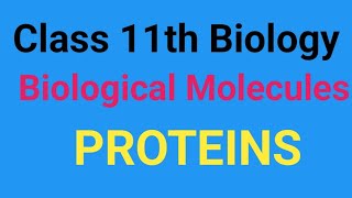 Class 11th biological molecules Proteins Amino acids peptide bond number of peptide chain [upl. by Werna]