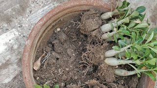 repotting seedlings of adenium [upl. by Sllew]