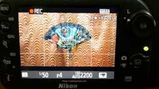 Nikon D7200 AF Speed amp Accuracy test in Live view [upl. by Ahtekal]